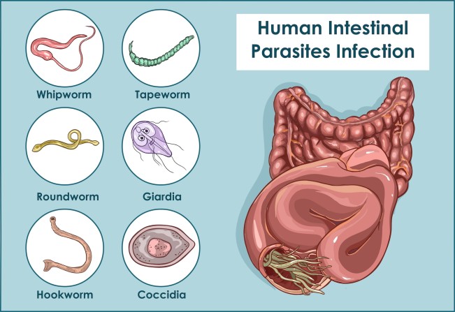 ilustrasi cacing (manhattangastroenterology.com)